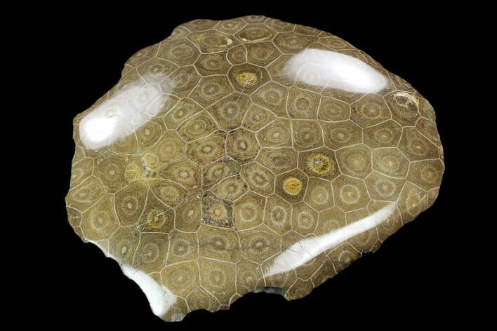 Polished Fossil Coral (Actinocyathus) - Morocco #128190